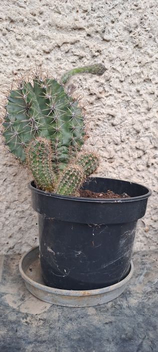 Cactus aprox 4 ani