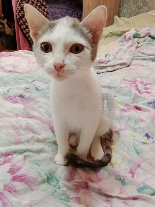 Отдам котенка девочка