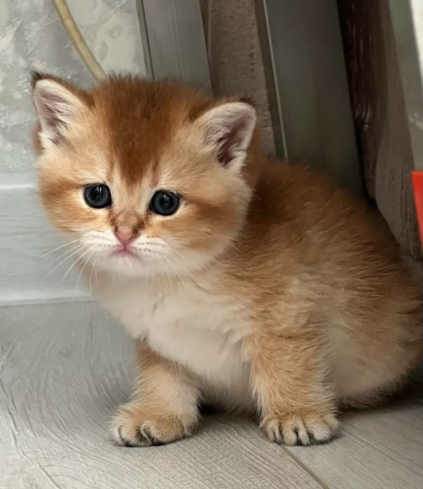 Британская золотая шиншилла девочка чистокровная продается