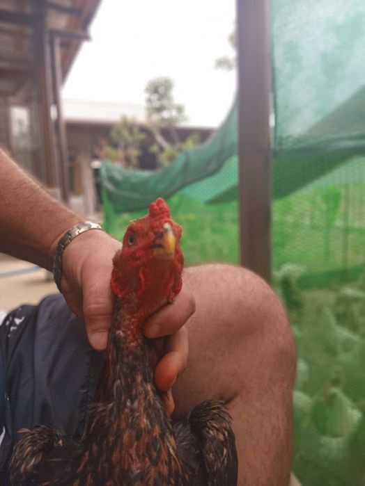 Dakan O SHamo imperia