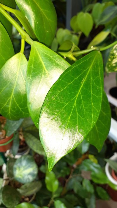 Хойи разных сортов  Растения Цветы