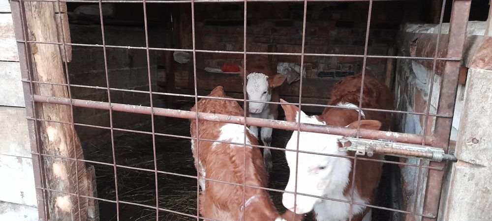 Vând vitei balțați!