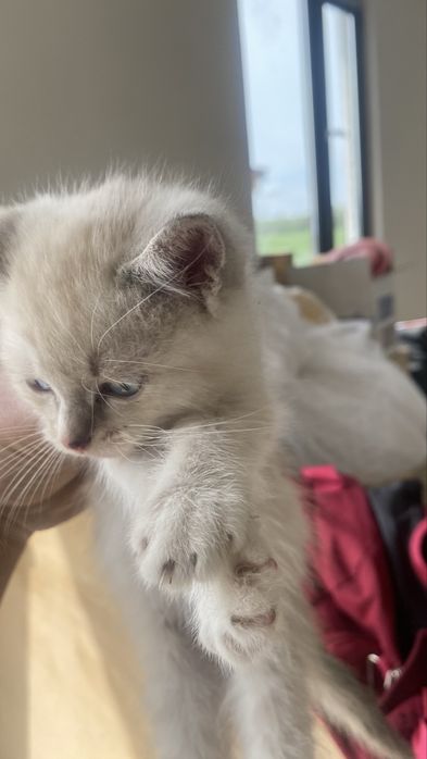 Бесплатно ст шымалган