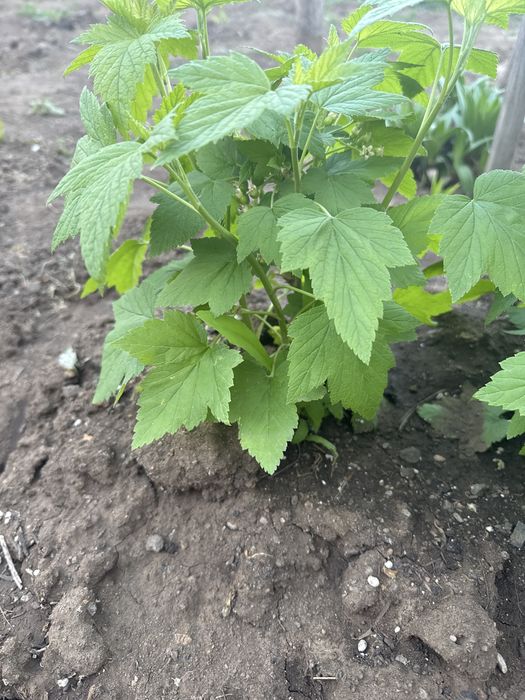 Продам саженцы  черной смородины