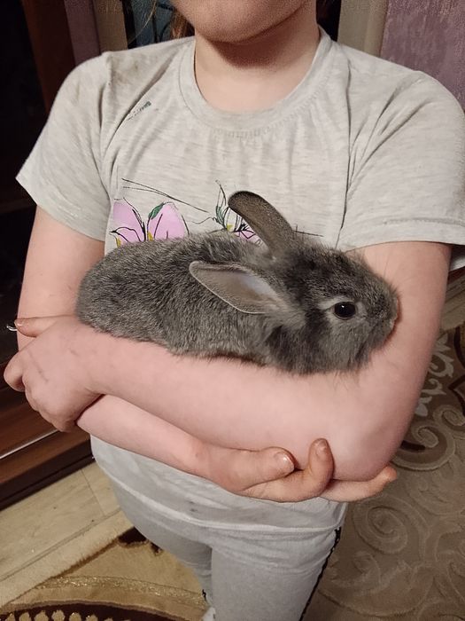 Продаю декоративных крольчат