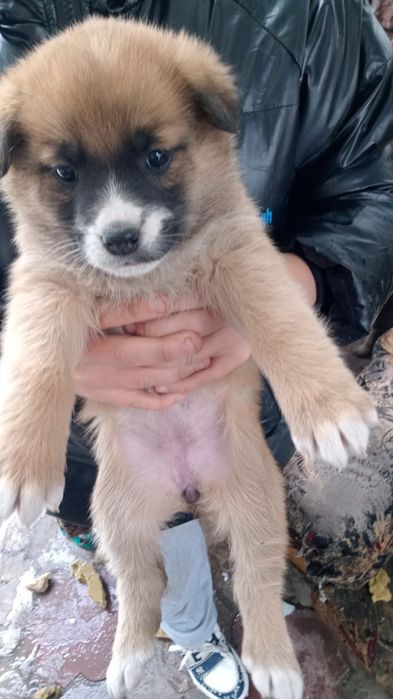 Срочно Отдам щенков