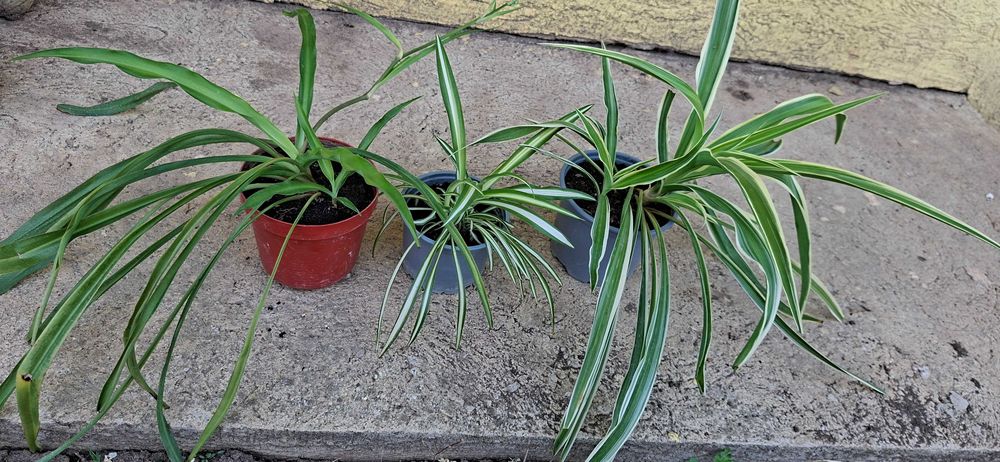 pt cadou planta paianjen 3 soiuri diferite pt aer curat