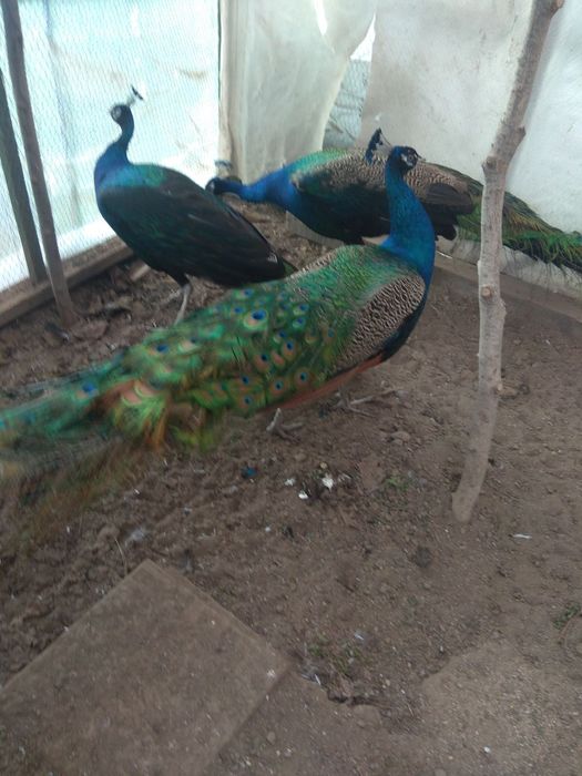 Спешно! Продавам тригодишни пауни два   мъжки и един женски      250 е