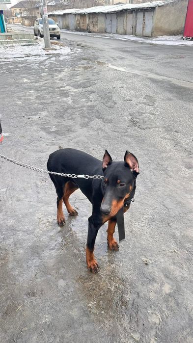 Доберман сатылады