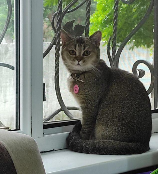 Хочу отдать кити в хорошие любишие руки.