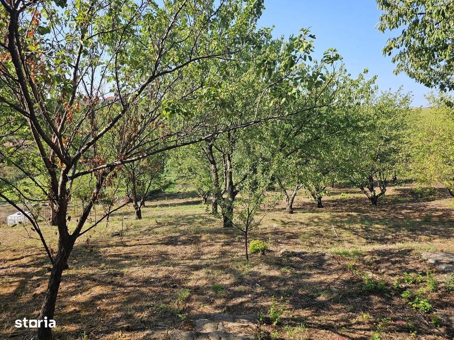 Teren Exceptional 1719 Mp Cu Helesteu De Peste Semi Central Iasi