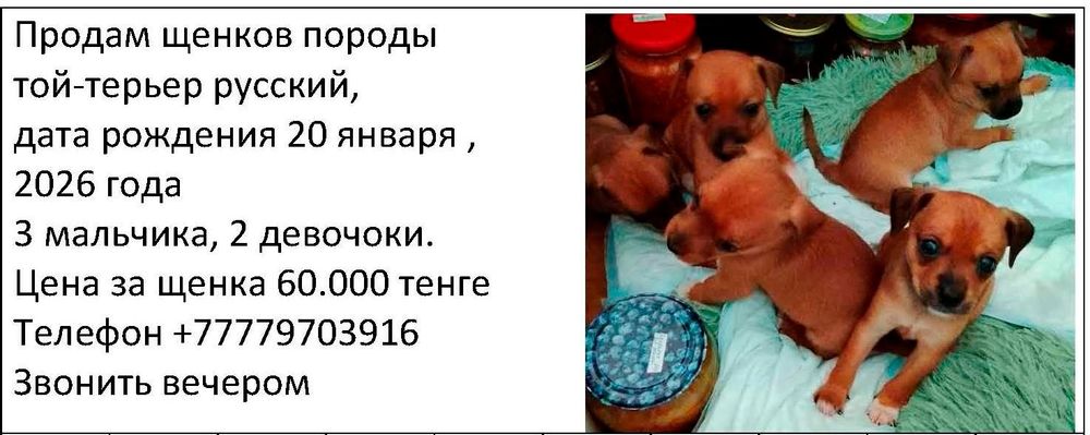 Продаем щенков собаки