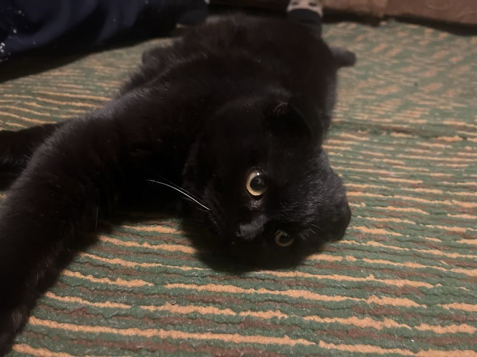 мы продаем кошек