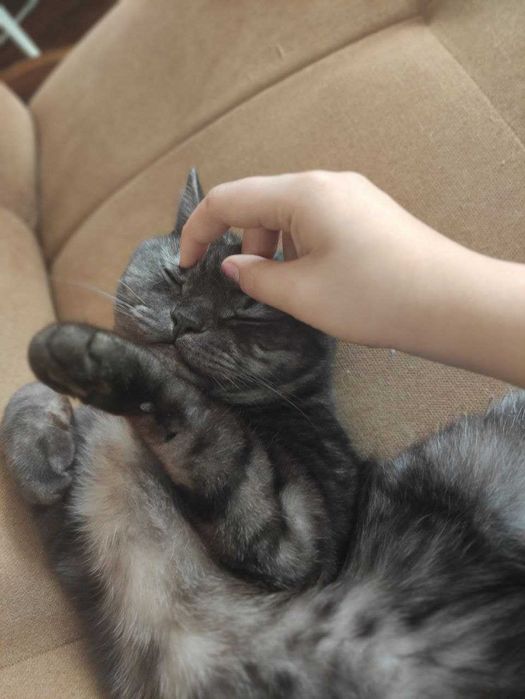 Кошки в Ташкенте