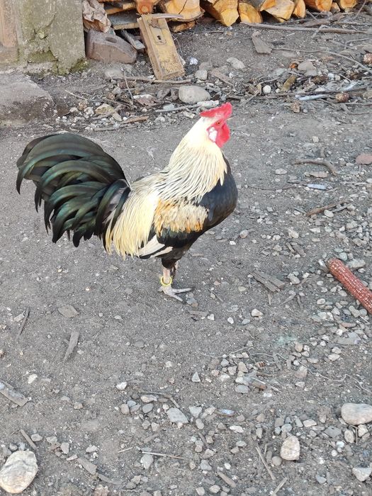 Cocoși pitici disponibili