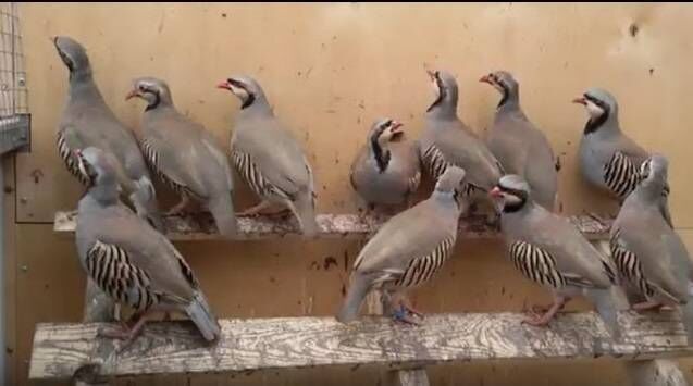 Кеклик куропатки