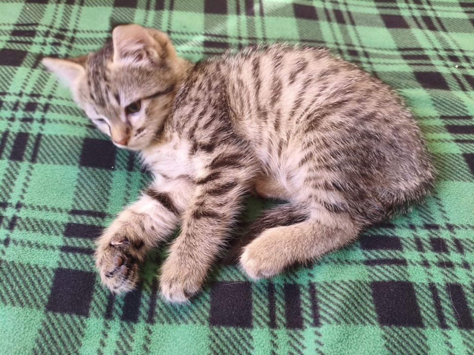 Котенок в хорошие руки