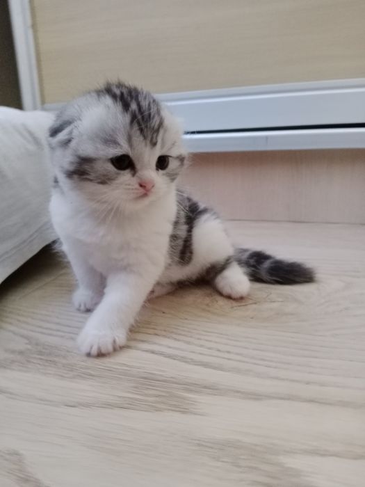 Серебристый мрамор биколорная девочка 3 Мес