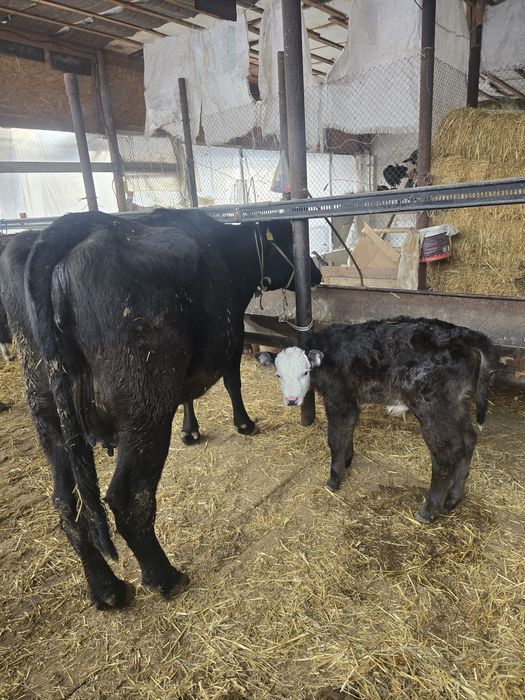 Бұзаулы сиыр сатылады