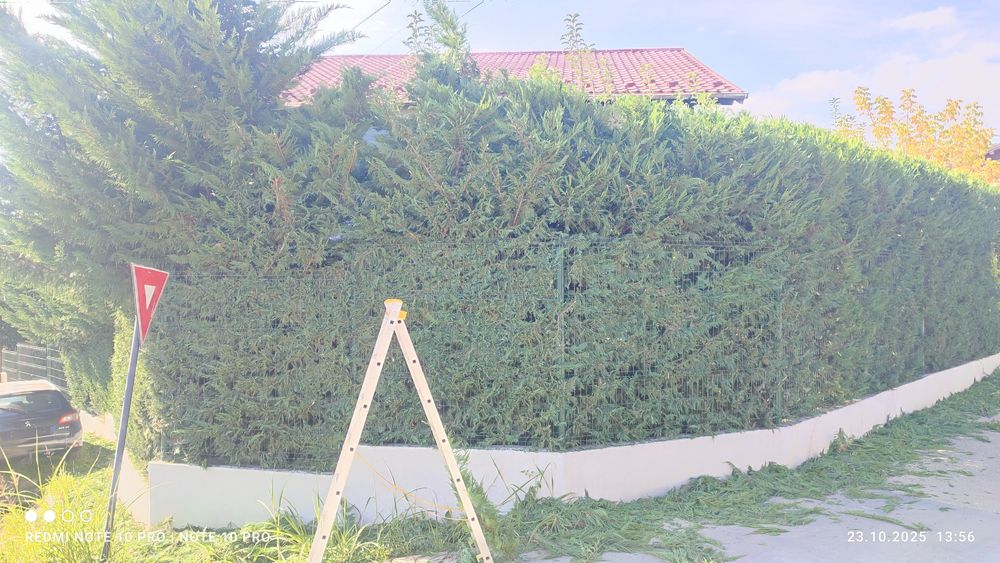 Toaletare gard viu/tuia