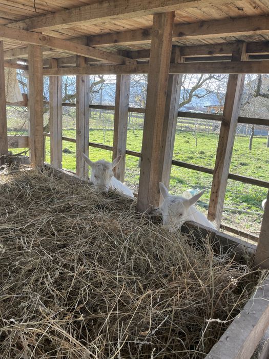 Vând capra+țap Saanen – blânde și bine întreținute