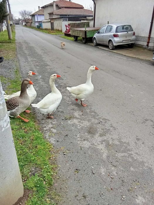 женски гъски на 1 година