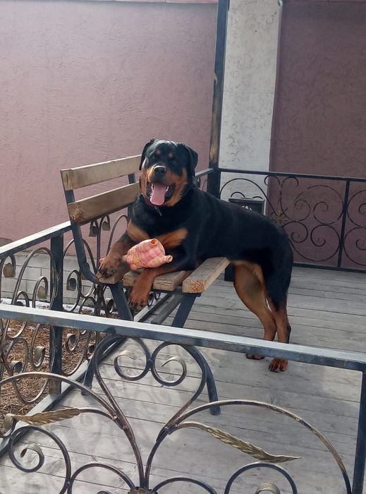 ротвейлер 4 года,девочка.