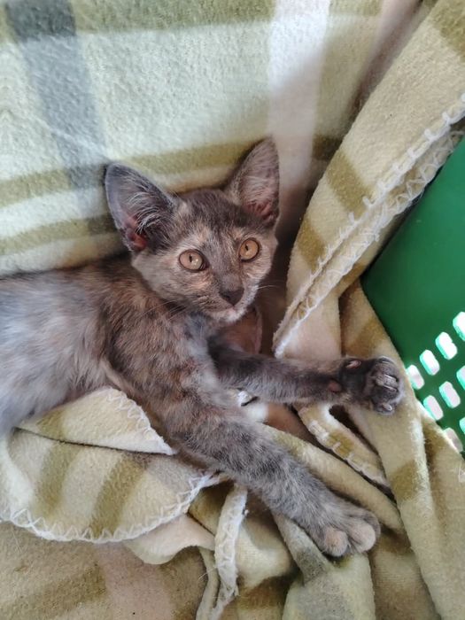 Срочно отдам кошек с котятами в добрые руки