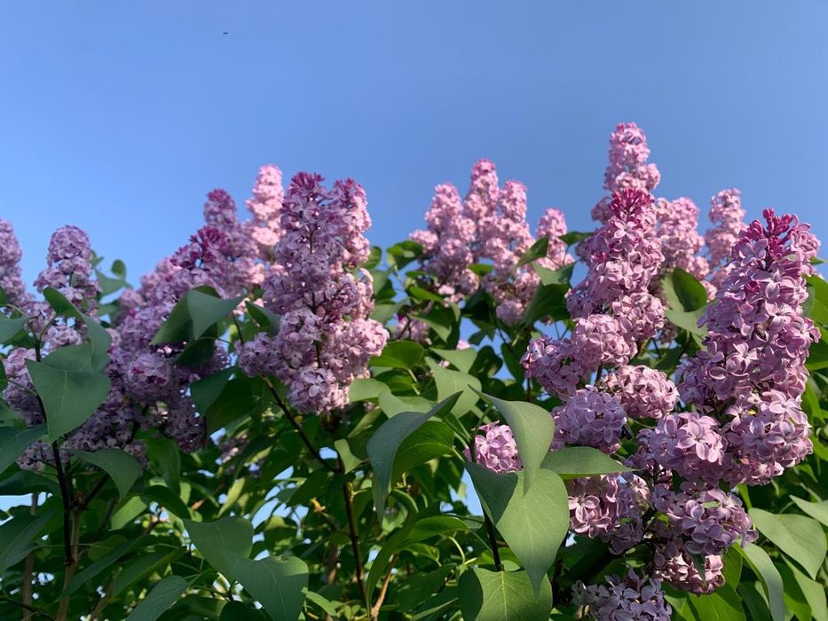 Продам дачный дом в Коктеме