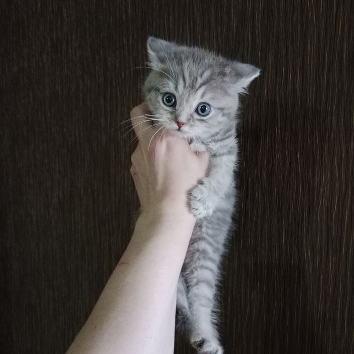 Шладости Шотланские котята