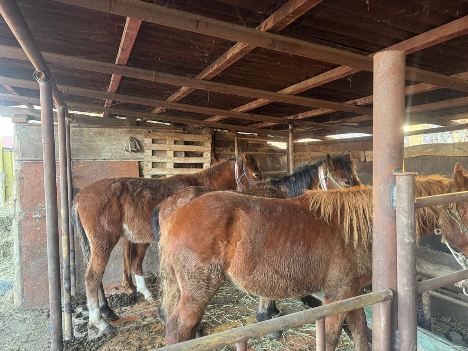 Полтарашкалар сатылады