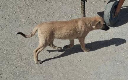 Отдам в хорошие руки