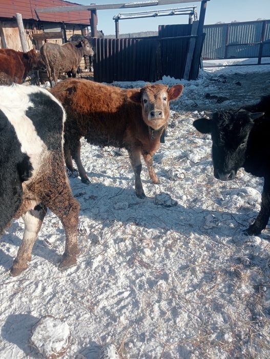 Продам тёлок на доращивания