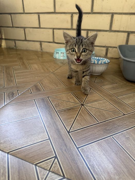 Отдам котенка мальчика