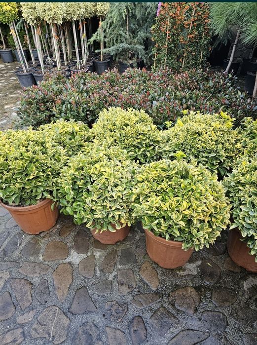 Leylandii 2.3m - 2.5m/ calitate extra/ super oferta!