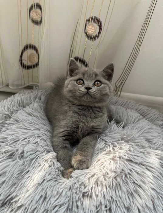 British shorthair