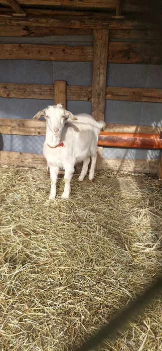 Saanen si un Țap corcitura de anglo nubian