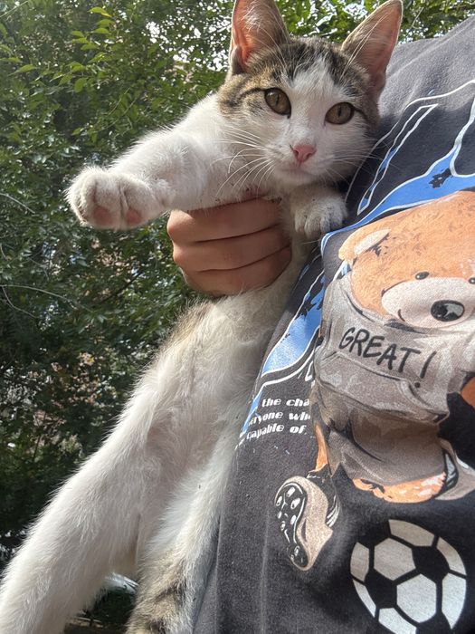Кошка бело-серая