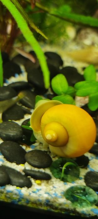 Охлюви Ампулария