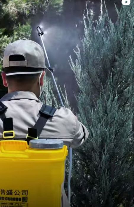 Archa va daraxtlarni dorilash xizmati