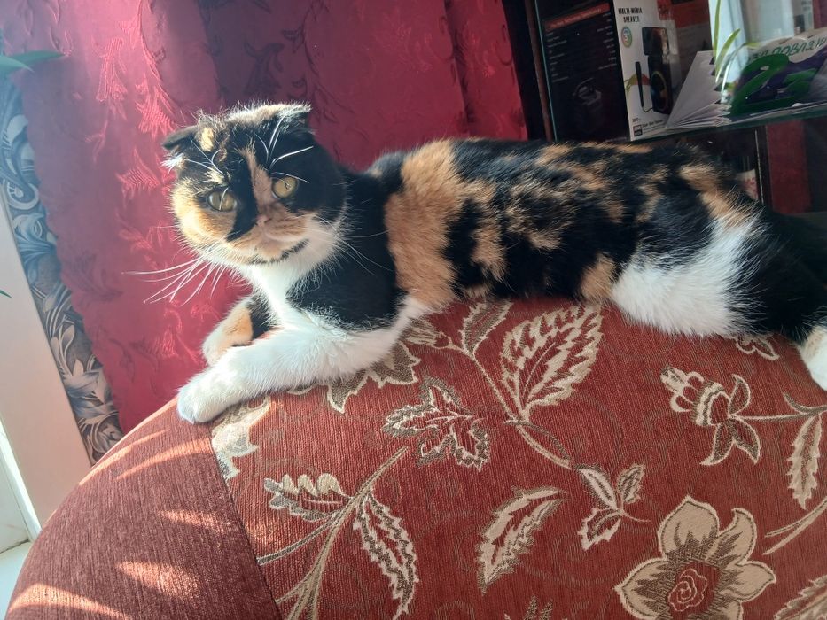 Продам Кошечку Эха Экзотическая Парода