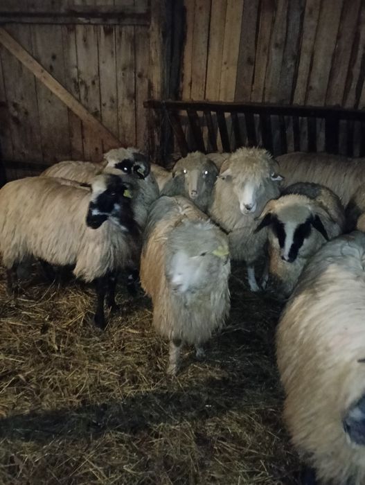 Vând 5 noatine breze și oacheșe