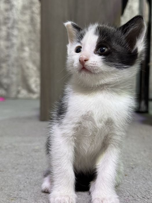 Котята отдам в хорошие руки