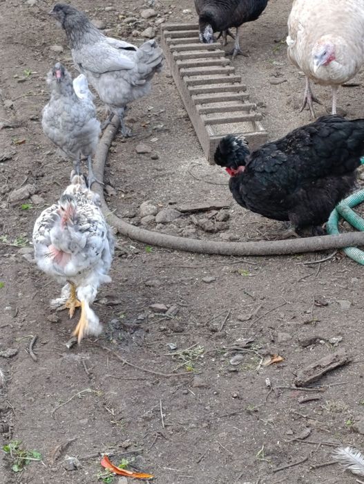 Яйца за люпене от светъл съсекс, голошийки и качулати