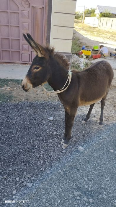 ИШАК  осел  шымкент