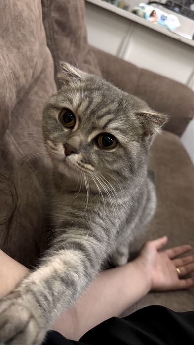 Вязка,шотландская вислоухая кошка