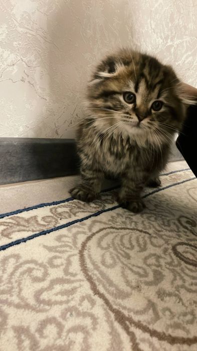 Mushukchalar sotiladi!!!