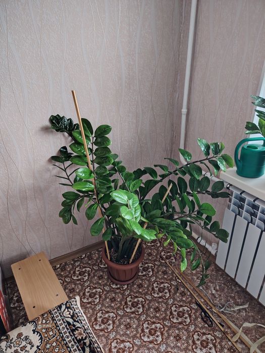 Продам долларовое дерево