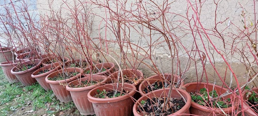 Голубика  3 yillik koʻchatlar