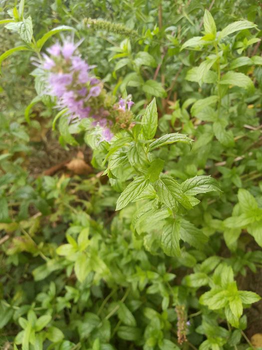 Menta DOAR FRUNZE de gradina